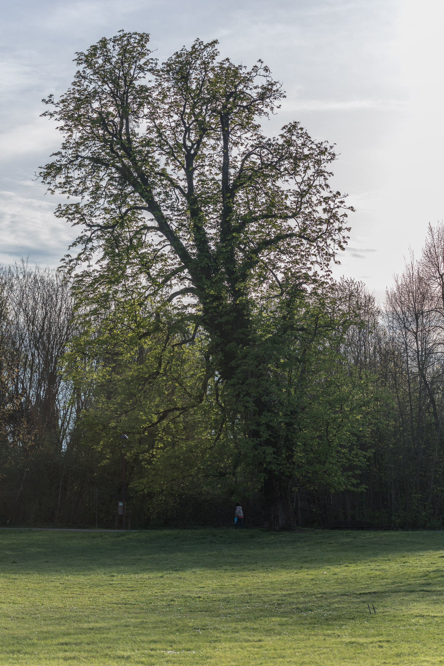 20180414190137 RD4 0695